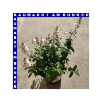 Diascia hybriden Elfensporn 12 cm Topf