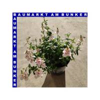 Diascia hybriden Elfensporn 12 cm Topf