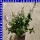Diascia hybriden Elfensporn 12 cm Topf