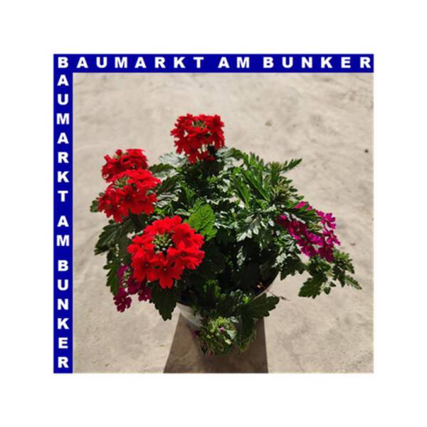 Eisenkraut Verbena Trixi 12 cm Topf