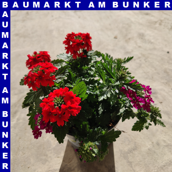 Eisenkraut Verbena Trixi 12 cm Topf