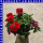 Eisenkraut Verbena Trixi 12 cm Topf