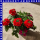 Eisenkraut Verbena Trixi 12 cm Topf