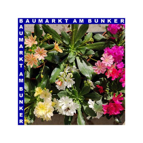 Lewisia cotyledon Bitterwurz 12 cm Topf