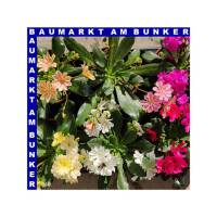 Lewisia cotyledon Bitterwurz 12 cm Topf