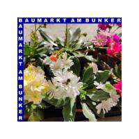 Lewisia cotyledon Bitterwurz 12 cm Topf
