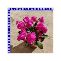 Lewisia cotyledon Bitterwurz 12 cm Topf