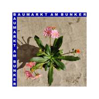 Lewisia cotyledon Bitterwurz 12 cm Topf