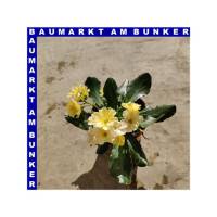 Lewisia cotyledon Bitterwurz 12 cm Topf