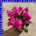 Lewisia cotyledon Bitterwurz 12 cm Topf