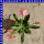 Lewisia cotyledon Bitterwurz 12 cm Topf