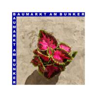 Coleus Buntnessel 12 cm Topf