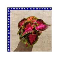 Coleus Buntnessel 12 cm Topf