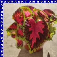 Coleus Buntnessel 12 cm Topf