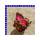 Coleus Buntnessel 12 cm Topf