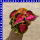 Coleus Buntnessel 12 cm Topf