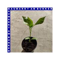 Paprika Rot Lamuyo f1 capsium annuum 9 cm Topf