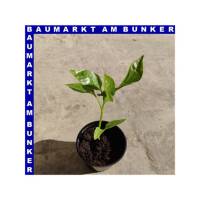 Paprika Rot Lamuyo f1 capsium annuum 9 cm Topf