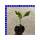 Paprika Rot Lamuyo f1 capsium annuum 9 cm Topf