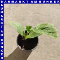 Speisekürbis Hokkaido  9 cm Topf