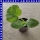 Speisekürbis Hokkaido  9 cm Topf