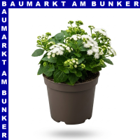 Ageratum ghoustanianum Leberbalsam 12 cm Topf