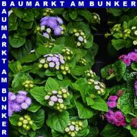 Ageratum ghoustanianum Leberbalsam 12 cm Topf
