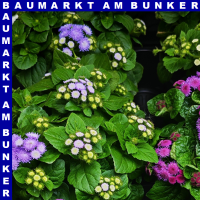 Ageratum ghoustanianum Leberbalsam 12 cm Topf