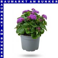 Ageratum ghoustanianum Leberbalsam 12 cm Topf