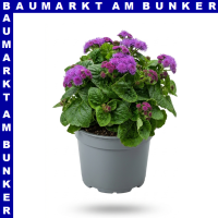 Ageratum ghoustanianum Leberbalsam 12 cm Topf