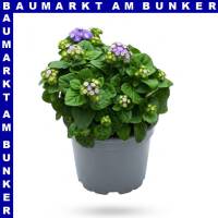 Ageratum ghoustanianum Leberbalsam 12 cm Topf