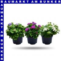 Ageratum ghoustanianum Leberbalsam 12 cm Topf