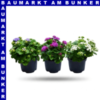 Ageratum ghoustanianum Leberbalsam 12 cm Topf