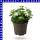 Ageratum ghoustanianum Leberbalsam 12 cm Topf