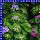 Ageratum ghoustanianum Leberbalsam 12 cm Topf