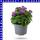 Ageratum ghoustanianum Leberbalsam 12 cm Topf