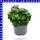 Ageratum ghoustanianum Leberbalsam 12 cm Topf