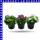 Ageratum ghoustanianum Leberbalsam 12 cm Topf