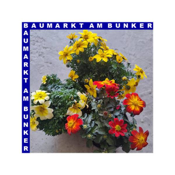 Bidens feruifolia Goldmarie Zweizahn 12 cm Topf