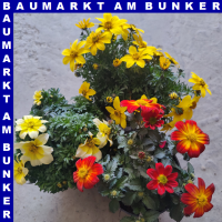 Bidens feruifolia Goldmarie Zweizahn 12 cm Topf