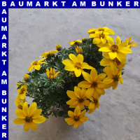 Bidens feruifolia Goldmarie Zweizahn 12 cm Topf
