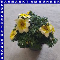 Bidens feruifolia Goldmarie Zweizahn 12 cm Topf
