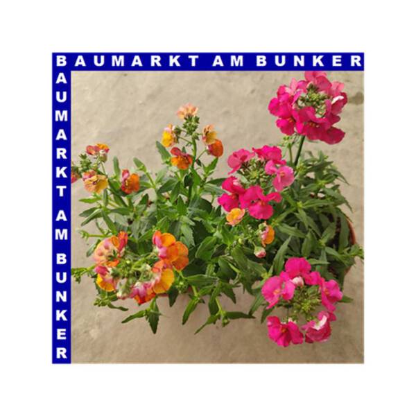 Nemesia x hybrida Elfenspiegel 12 cm Topf