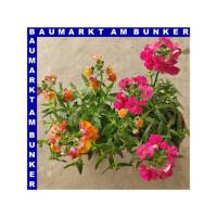 Nemesia x hybrida Elfenspiegel 12 cm Topf