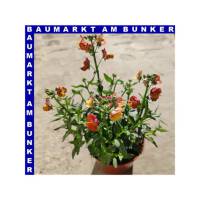 Nemesia x hybrida Elfenspiegel 12 cm Topf