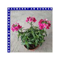 Nemesia x hybrida Elfenspiegel 12 cm Topf