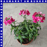 Nemesia x hybrida Elfenspiegel 12 cm Topf
