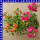 Nemesia x hybrida Elfenspiegel 12 cm Topf