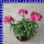 Nemesia x hybrida Elfenspiegel 12 cm Topf