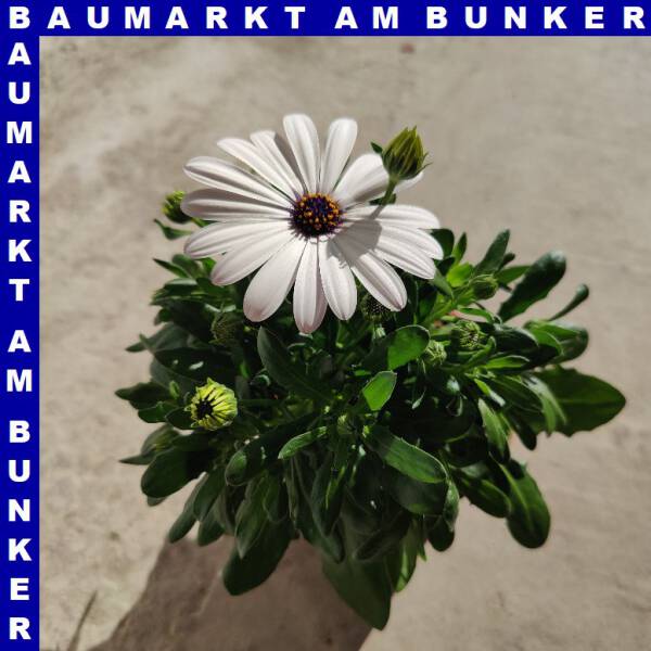 Osteospermum ecklonis - Kapkörbchen 12 cm Topf
